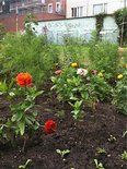 Na regen komt bloemenschijn