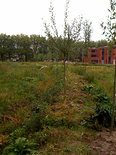 Bomen op de dijk