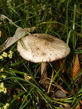 De mooiste paddestoelen staan bij Peddemors op de tuin