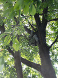 Hoog in de Boom, dit keer een wilde kersenboom als klimboom