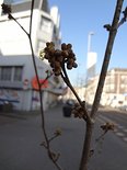 Hamamelis begint te bloeien