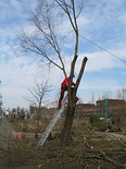 Hoge bomen vangen veel wind