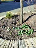 Guerilla gardening in Feijenoord