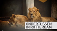 Ondertussen in Rotterdam 3