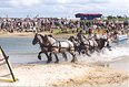 Power Horse Competition in het Lage Bergse Bos