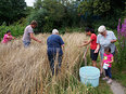 De oogst van de Spelt, handwerk pur sang