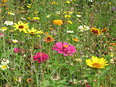 Afrikaandertuin een bloemenzee