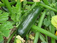 Urban farmer stelt geen onderzoek in naar verdwenen courgette!