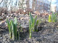 Het begin van de lente in Feijenoord