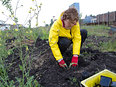 Kardoen voor de Voedseltuin van de Voedselbank