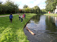 Hoog in de Boom, boomstam te water