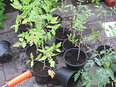 De Kas op de regenboog in de tomatenstand