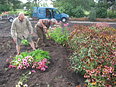 Een wagen vol echinacea en rudbeckia