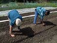 Zaaien en planten, onderhouden en oogsten en weer zaaien; steeds meer bewoners uit Carnisse doen mee  !