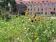 Zomer op de Bloementuin