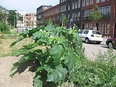 Doornappel; Datura stramonium